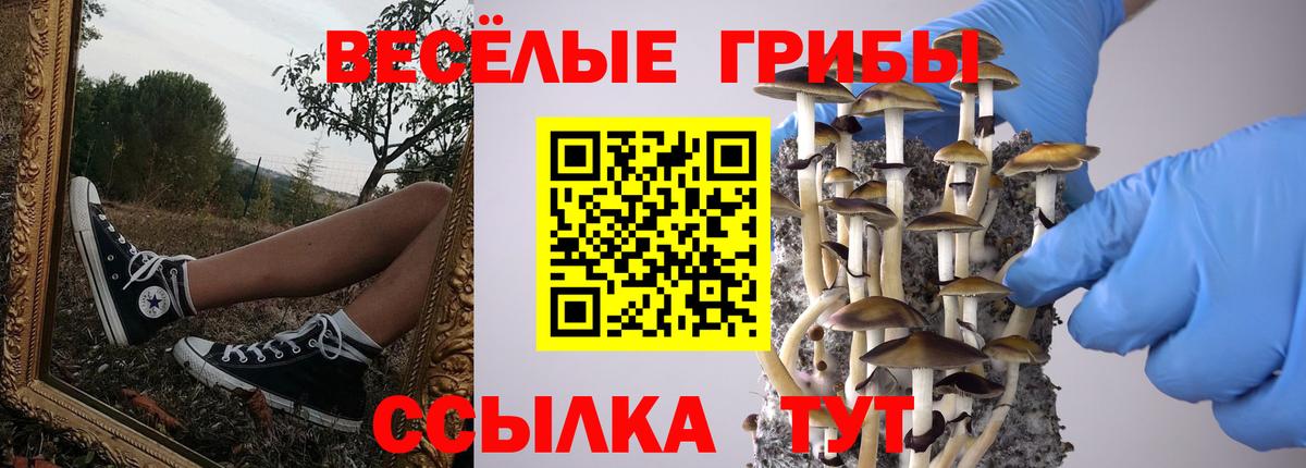 Галлюциногенные грибы Psilocybine cubensis Сальск